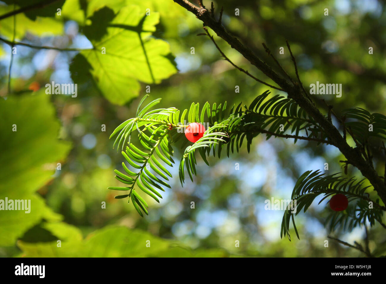 Taxus baccata - yew red fruit growing in forest.  Chemical compound paclitaxel from taxus is used in chemotherapy Stock Photo