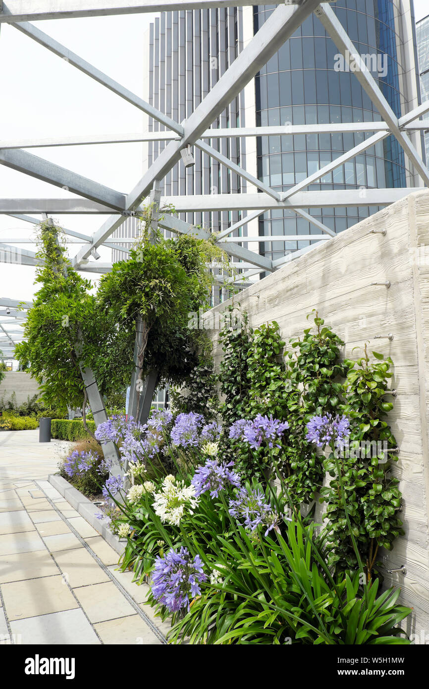 Agapanthus in flower and apple tree cordons growing under a pergola in a border Garden at 120 Fenchurch Street City of London England UK  KATHY DEWITT Stock Photo
