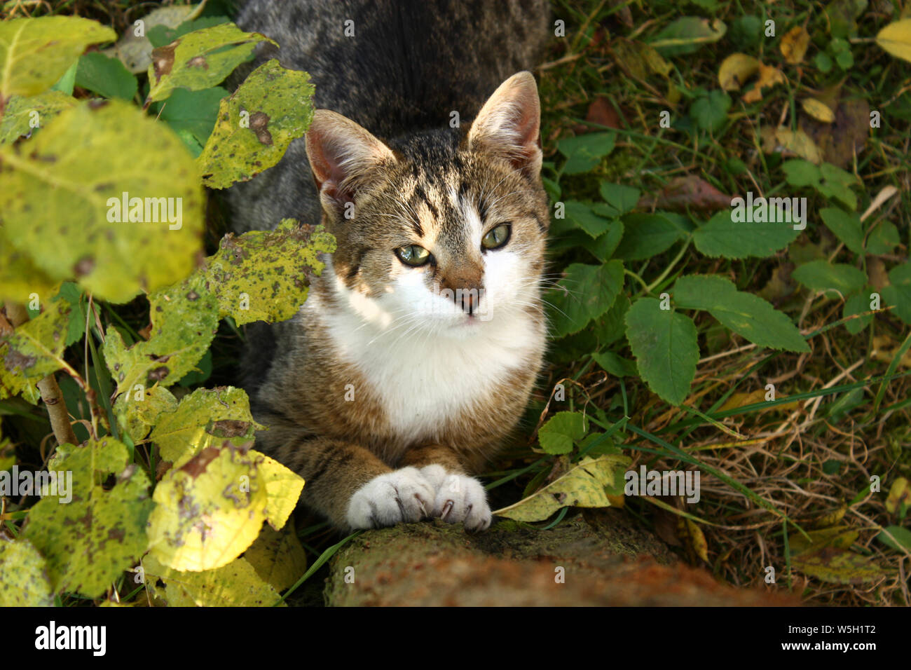 Cute cat playing in the garden Stock Photo - Alamy