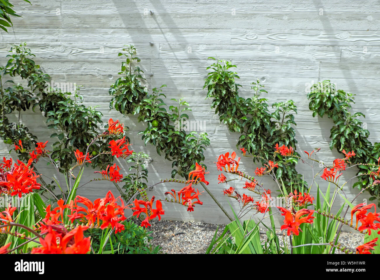 Cordons growing against wall red crocosmia plants growing in garden border at 120 Fenchurch St roofgarden in City of London England UK  KATHY DEWITT Stock Photo