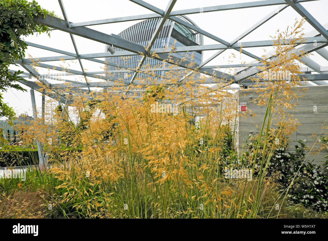 Stipa gigantea grass growing in summer at The Garden at 120 on Fenchurch Street Walkie Talkie building from roof top garden in London UK  KATHY DEWITT Stock Photo