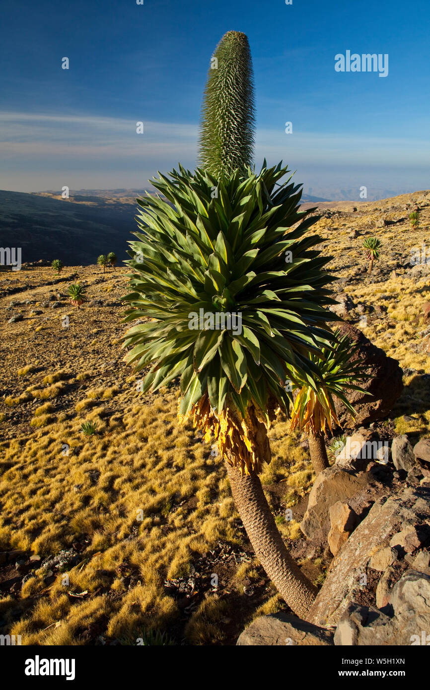 Lobelia gigante en la zona de Chennek, Montañas Simien, Etiopia, Africa ...