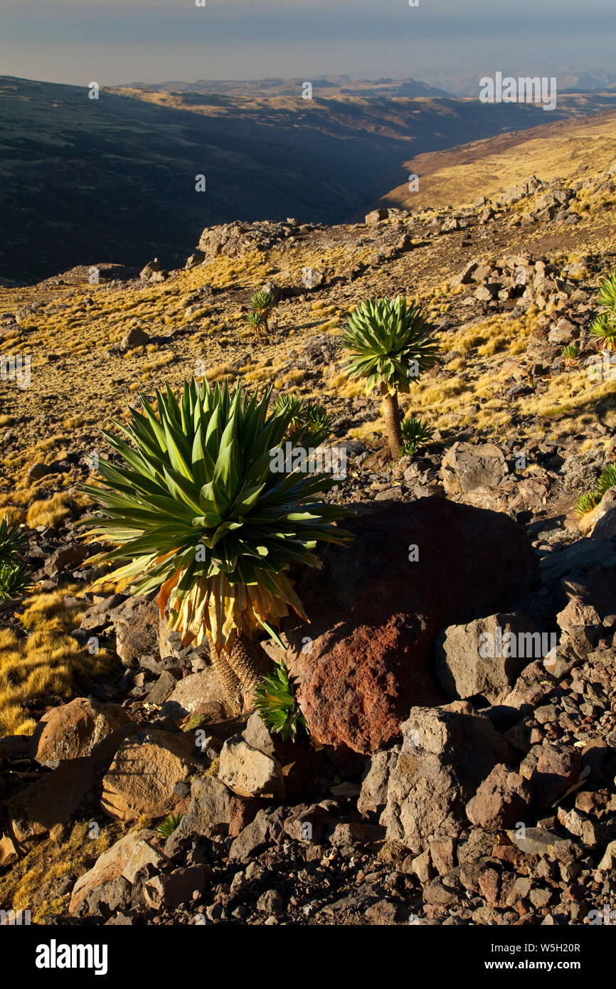 Lobelia gigante en la zona de Chennek, Montañas Simien, Etiopia, Africa ...