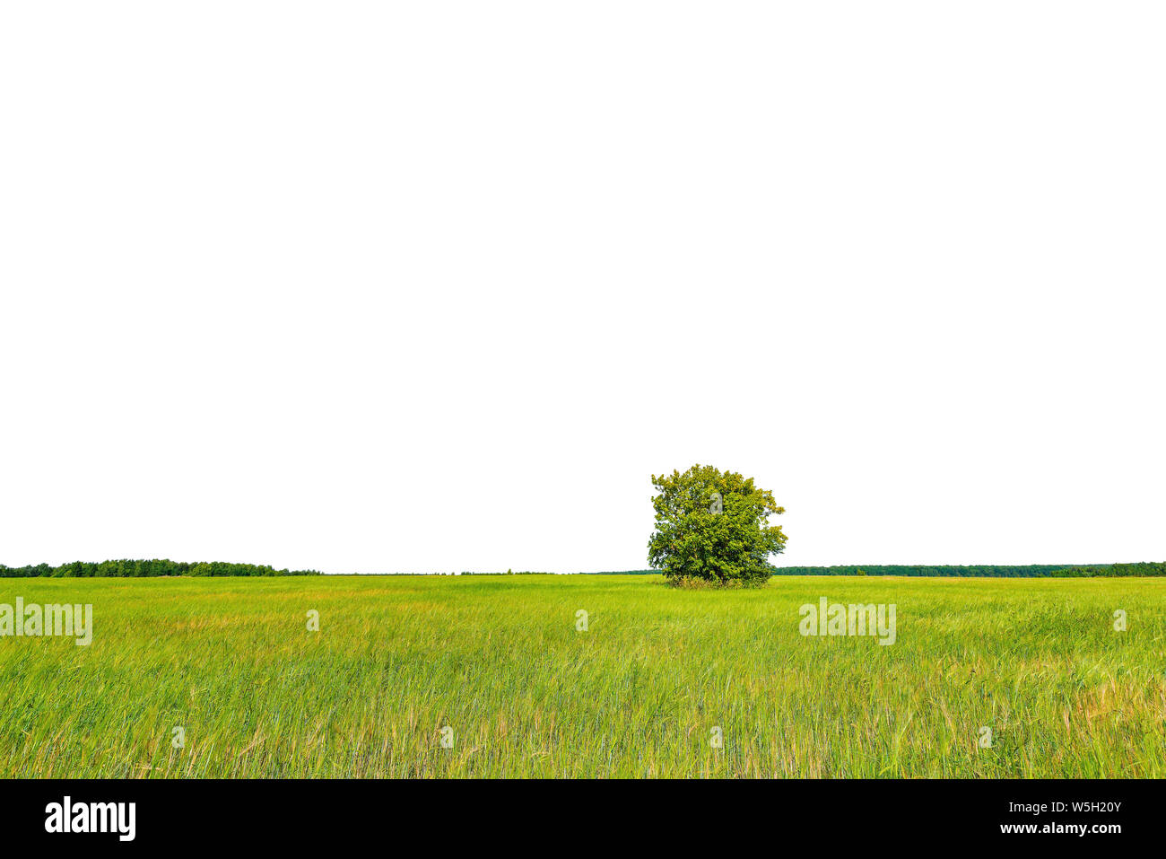 Green field with rye and lonely tree under the blue sky at day time ...