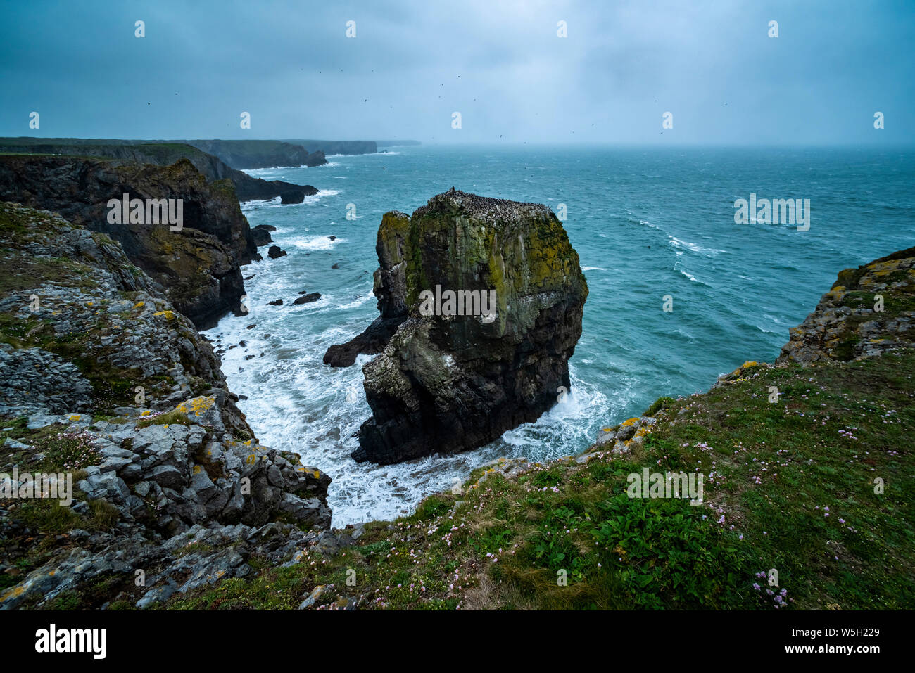Elegug Stacks, occupied by a colony of Guillemots, Pembrokeshire Coast National Park, Wales, United Kingdom, Europe Stock Photo