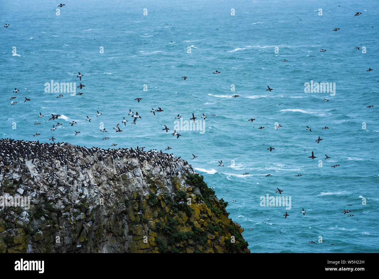 Elegug Stacks, occupied by a colony of Guillemots, Pembrokeshire Coast National Park, Wales, United Kingdom, Europe Stock Photo