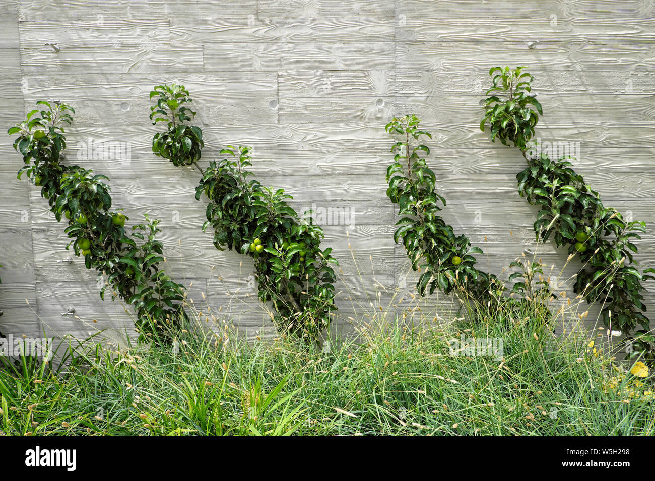 Apple tree cordons growing against a wall with ornamental grasses in a