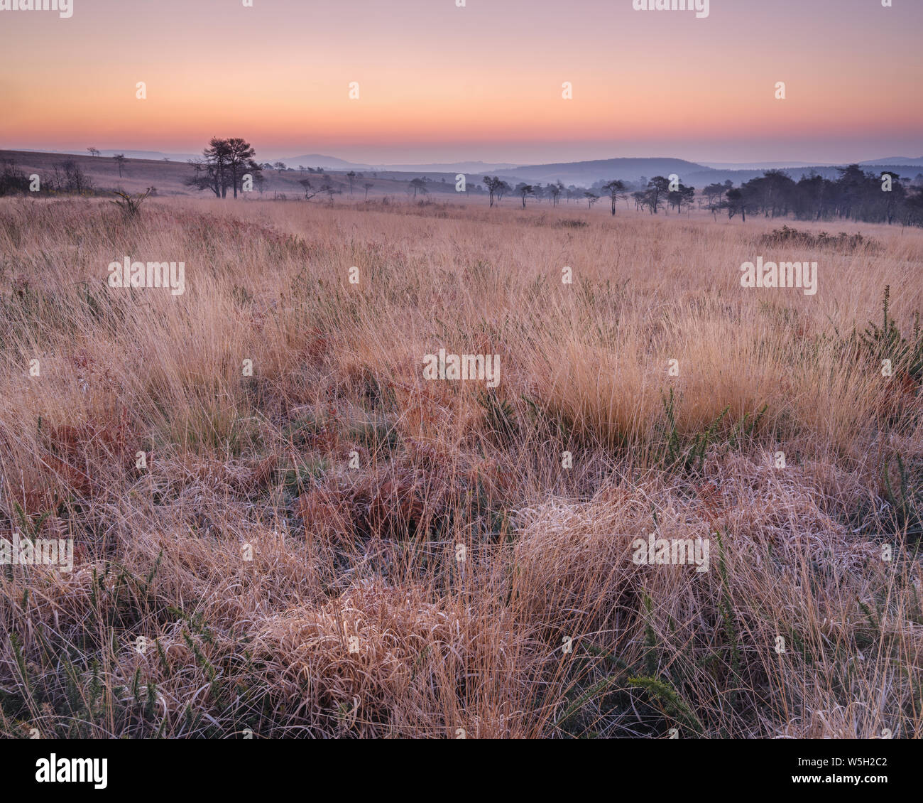 Woodbury common exmouth hires stock photography and images Alamy