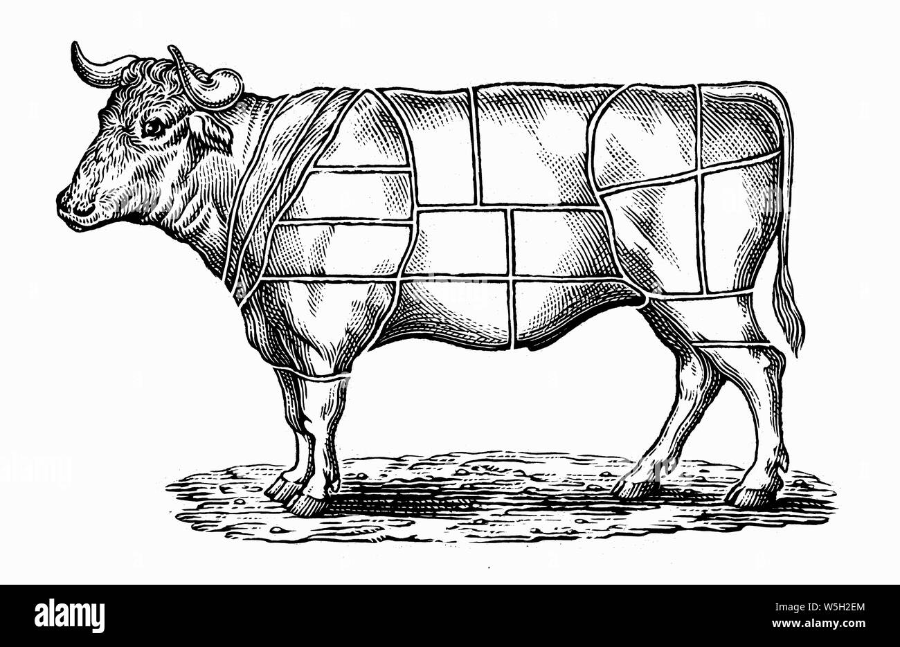 Black and white scraperboard engraving of cow divided into sections Stock Photo