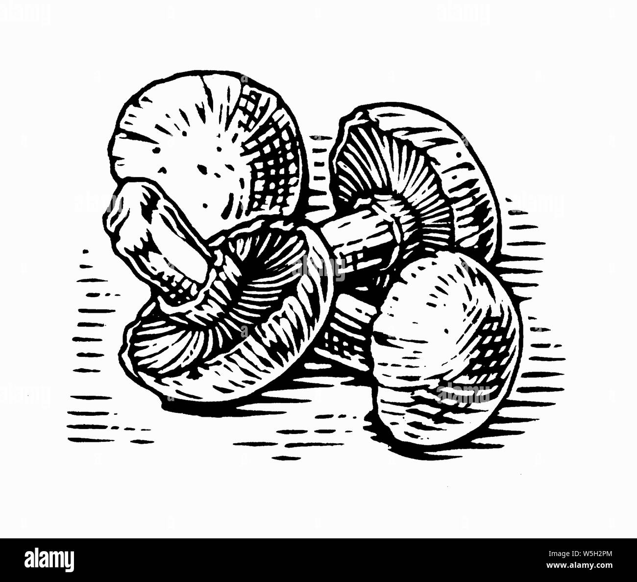 Black and white scraperboard engraving of mushrooms Stock Photo