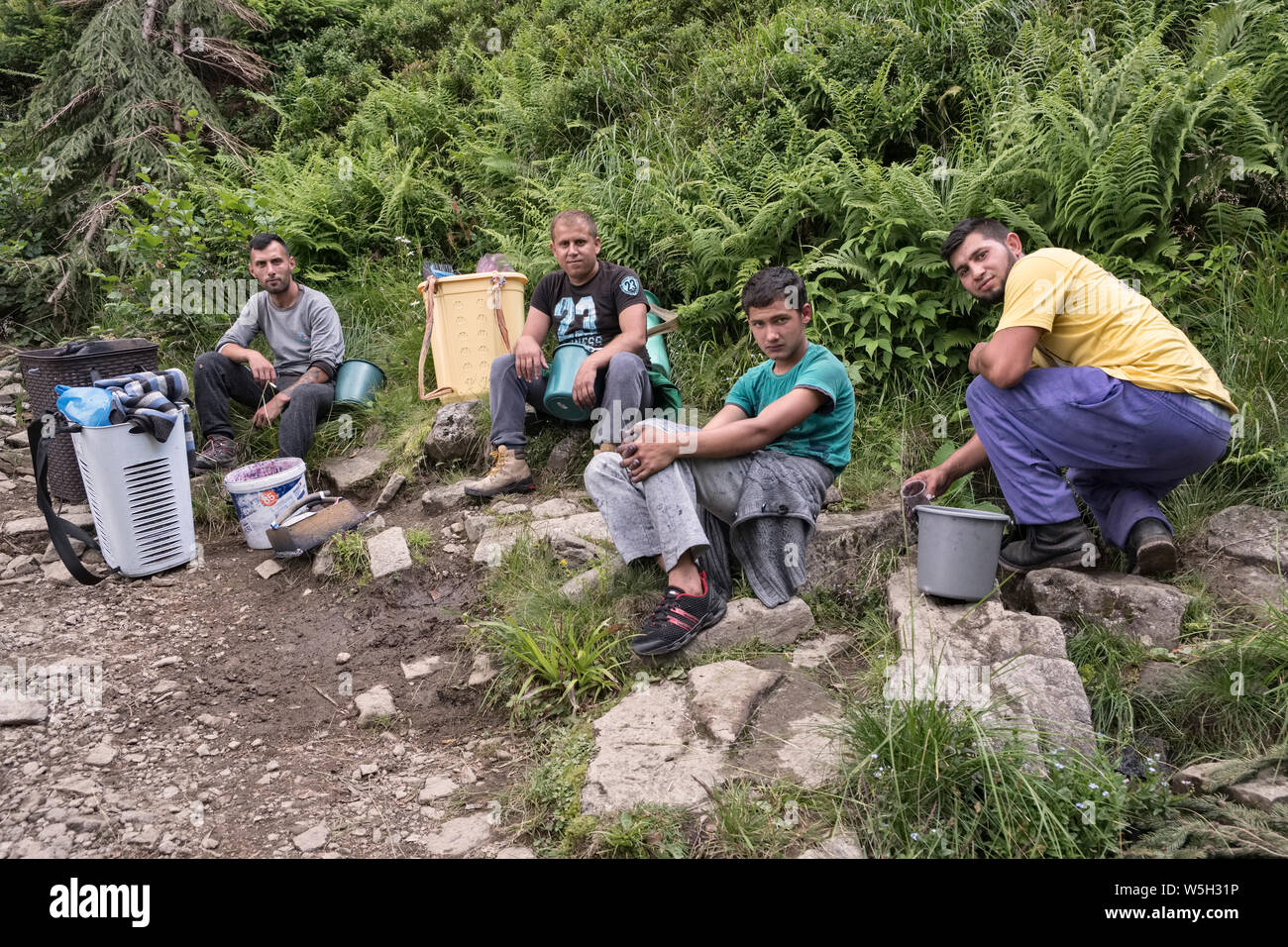 Maramureş, Romania - in the mountains a group of Roma (gypsy) men picking wild bilberries (whinberries, European blueberries) to sell in the market Stock Photo