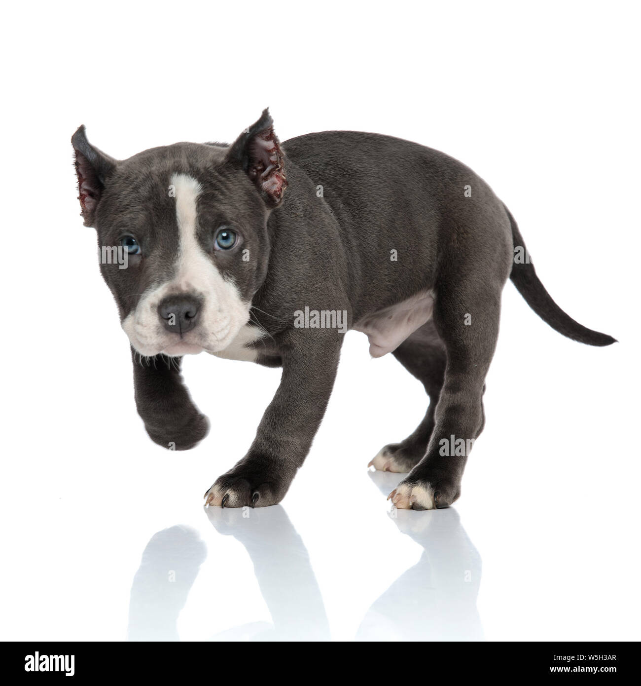 why cropingt the american bully eas