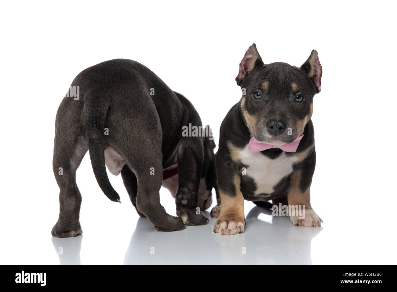 Rear view of American Bully puppy searching, sniffing and wearing a red ...