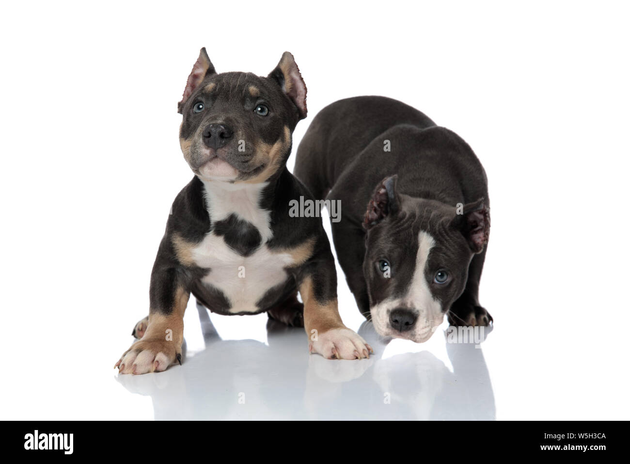 why cropingt the american bully eas