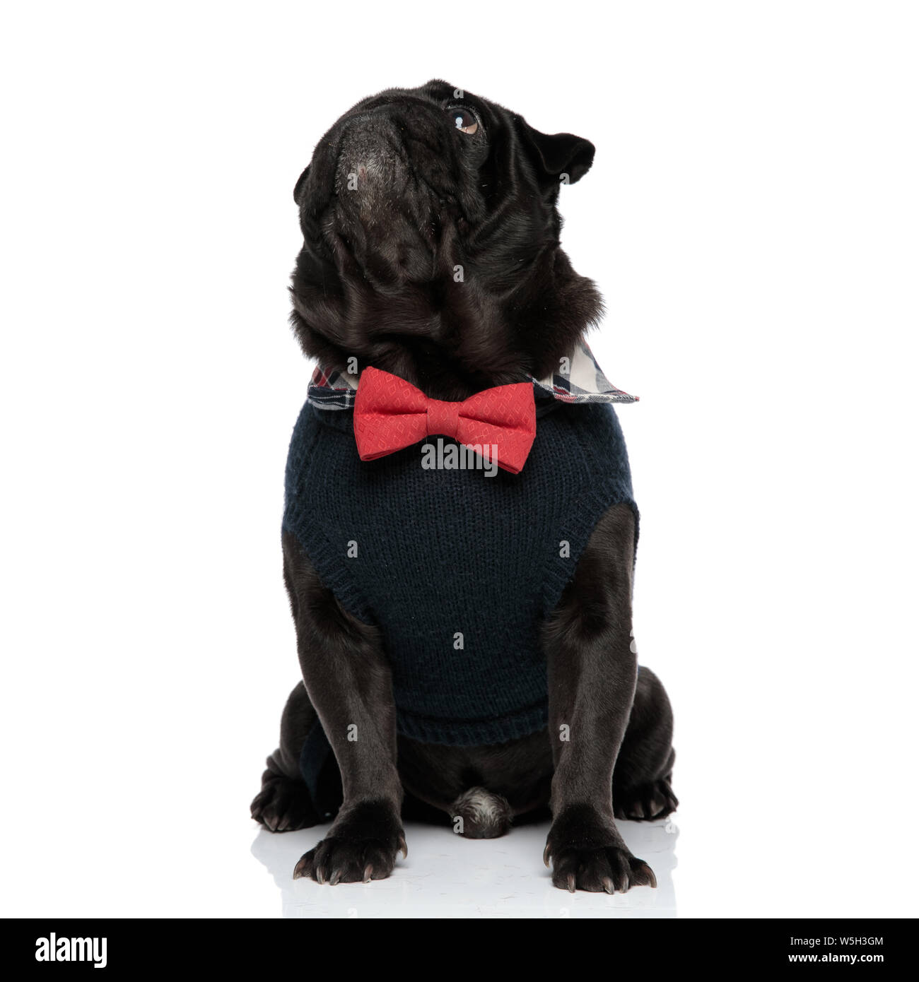 red and black dog sweater