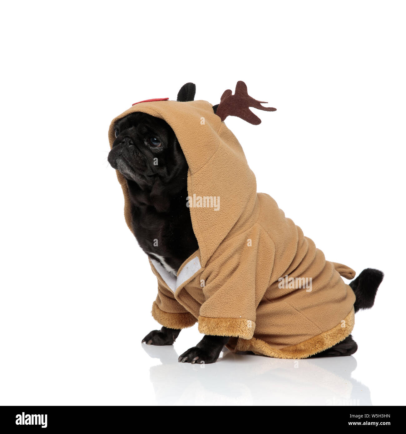 Side view of adorable pug looking forward while being dressed with a deer costume and sitting on white studio background Stock Photo