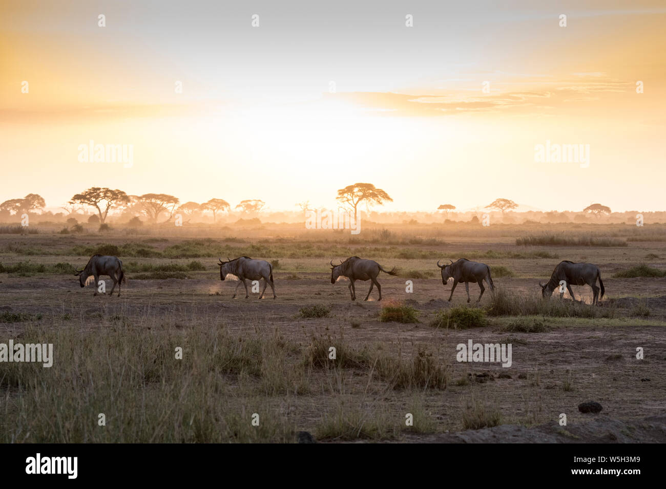 Wildebeests At Sunset In Amboseli National Park Kenya East Africa