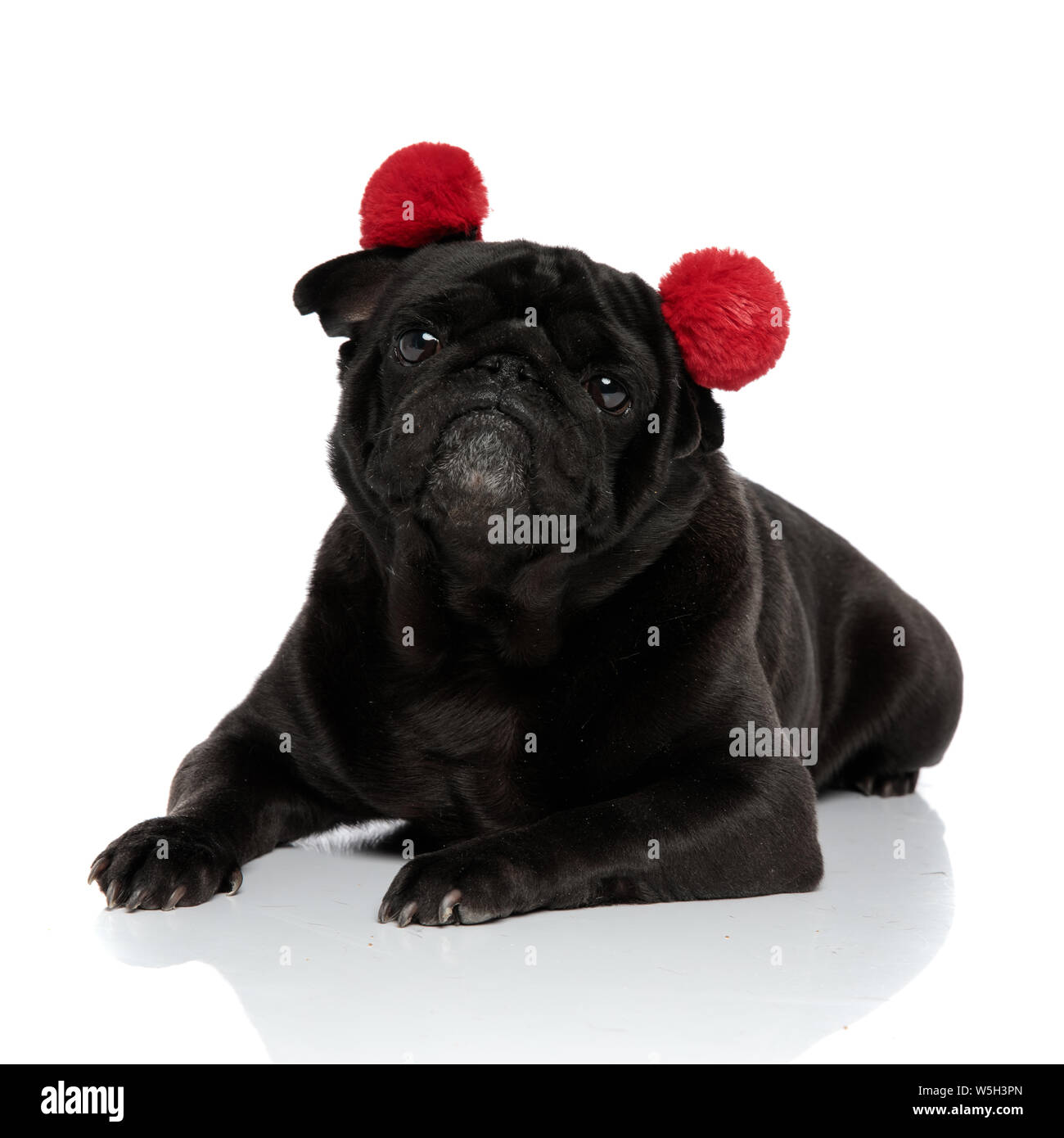 pug ear muffs