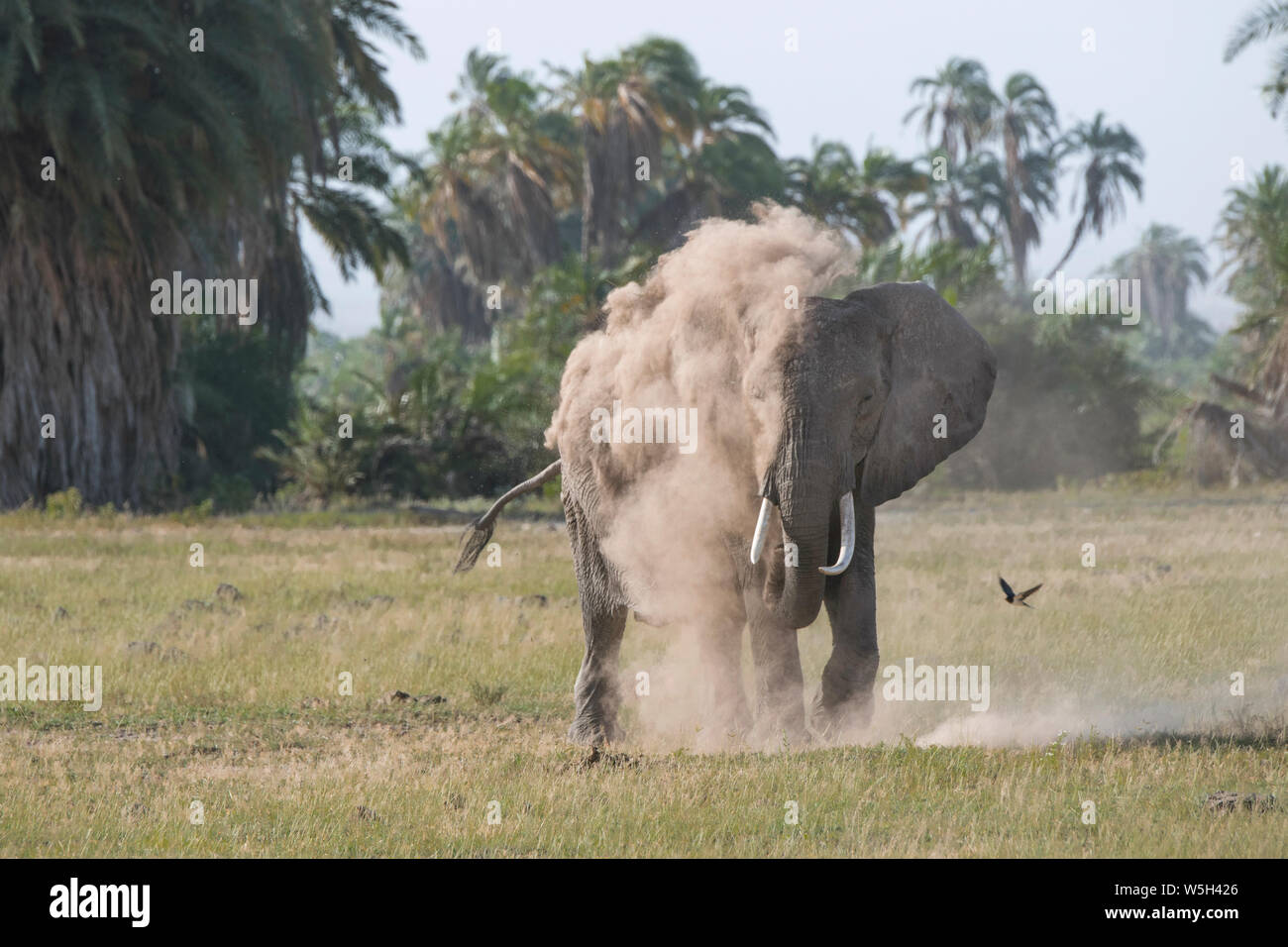 An elephant spraying itself with dust in Amboseli National Park, Kenya ...