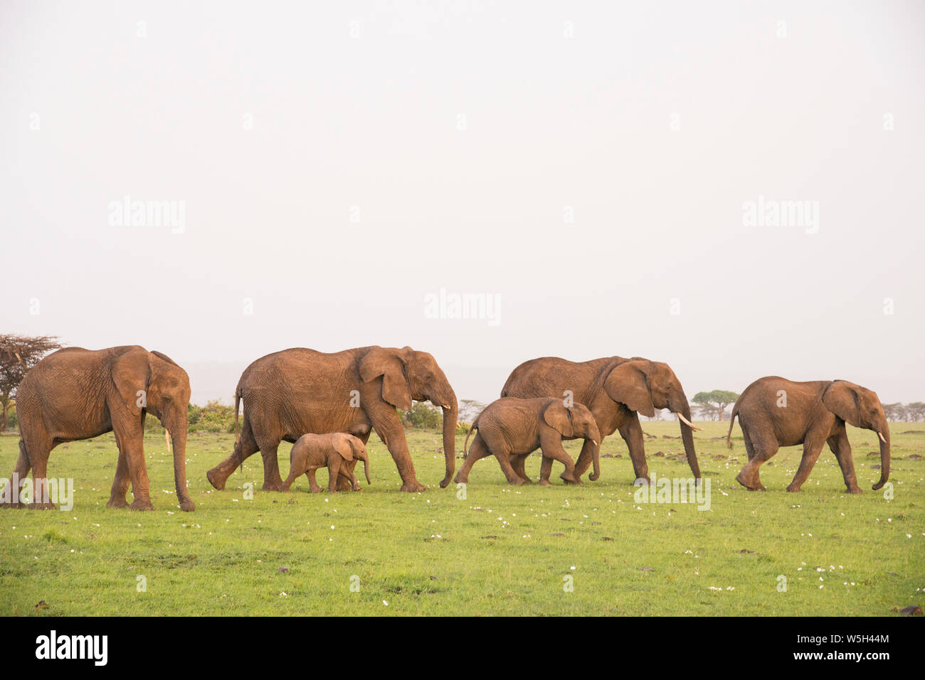Herd of elephants on the move, Maasai Mara, Kenya, East Africa, Africa Stock Photo