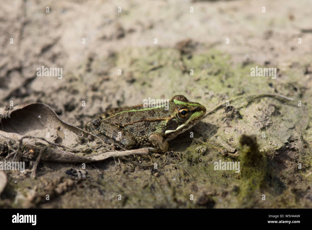 Iberian water frog, Pelophylax perezi in pond Andalusia, Spain Stock Photo