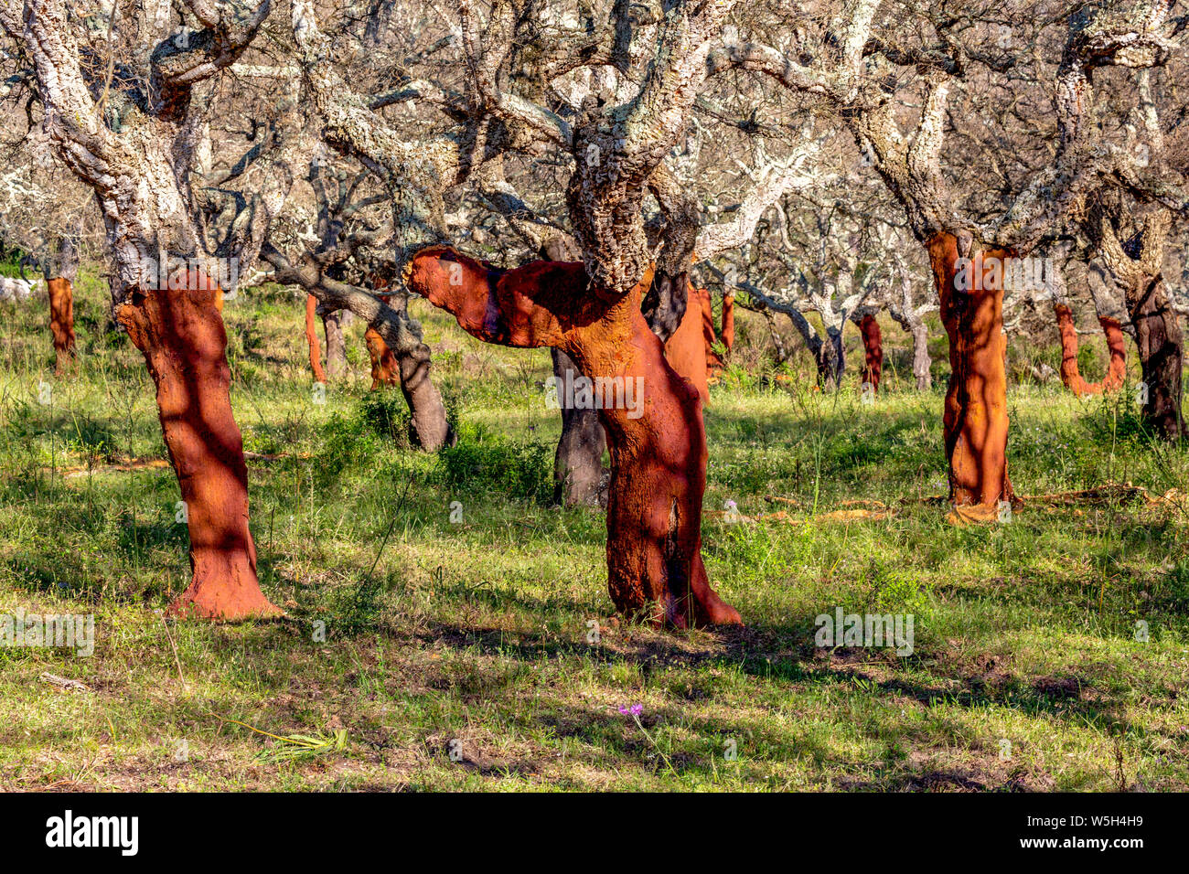 Stripped cork trees in rural Corsica, France, Mediterranean, Europe