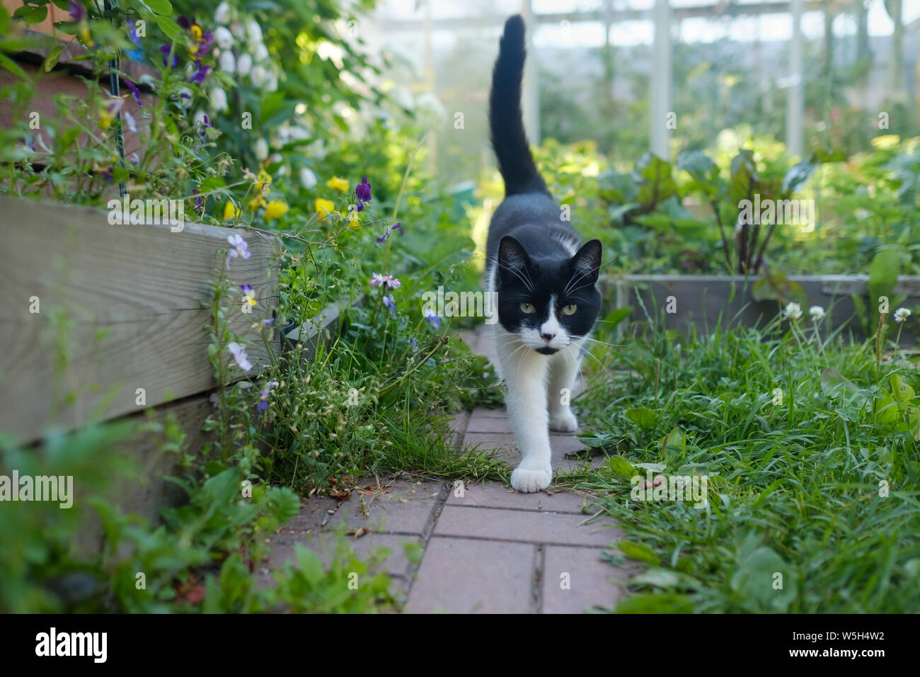 White and black cat walking in green summer garden Stock Photo - Alamy