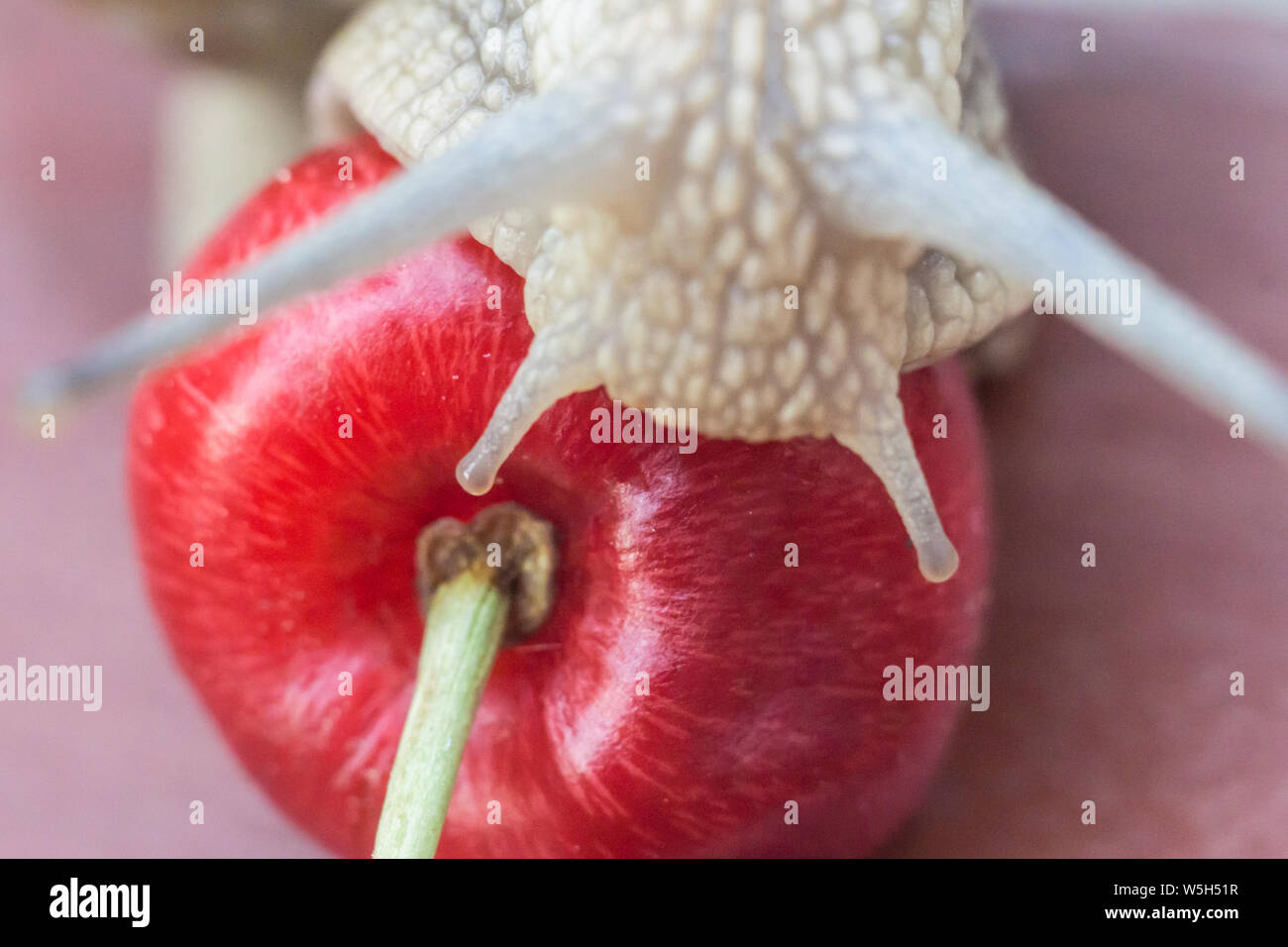 Macro photo shoot of a huge snail with red juicy cherry Stock Photo