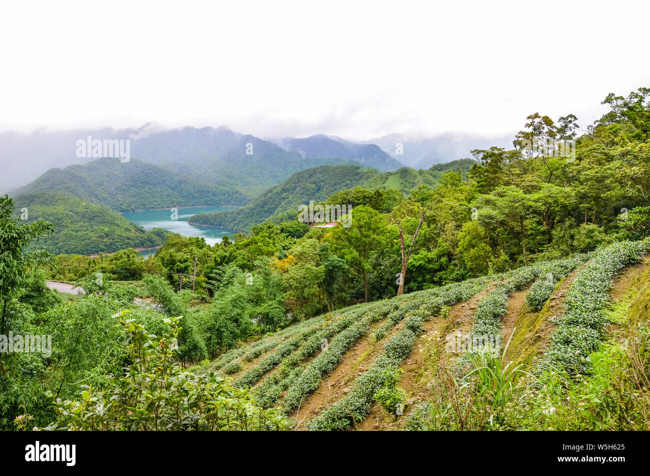 Tea plantations on slopes by Thousand Island Lake surrounded by tropical trees and forest, Taiwan, Asia. Moody landscape, misty weather. Taiwanese nature. Travel destinations. Oolong tea plantation. Stock Photo