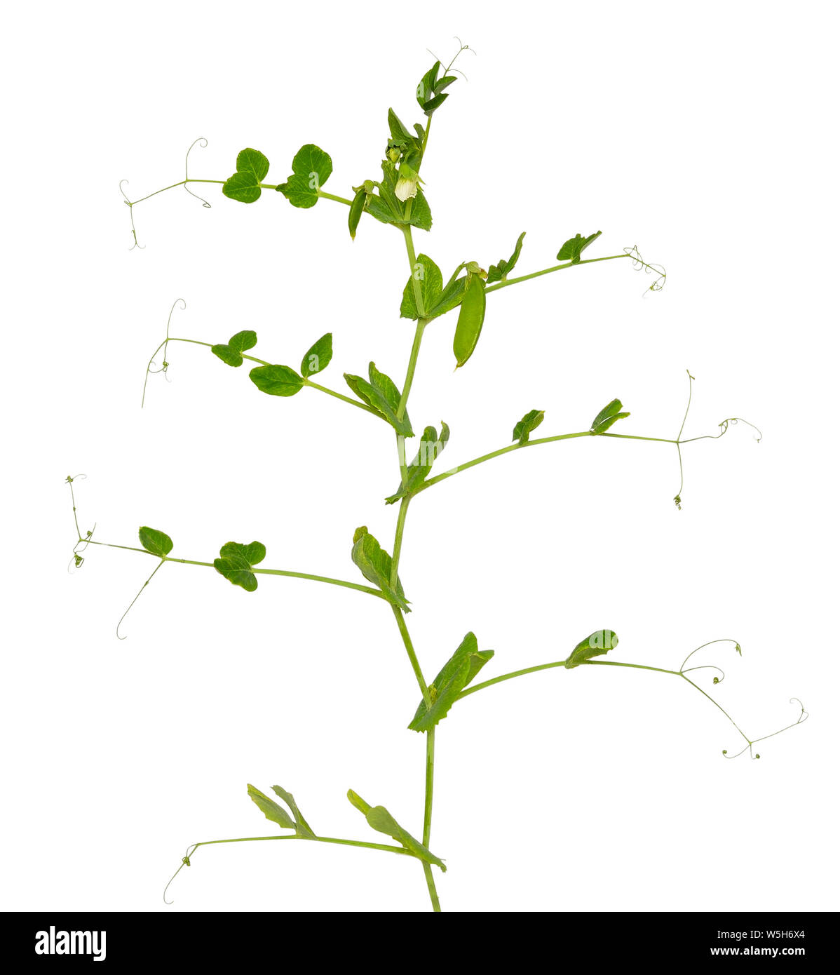 Branch of young green peas isolated on a white background Stock Photo