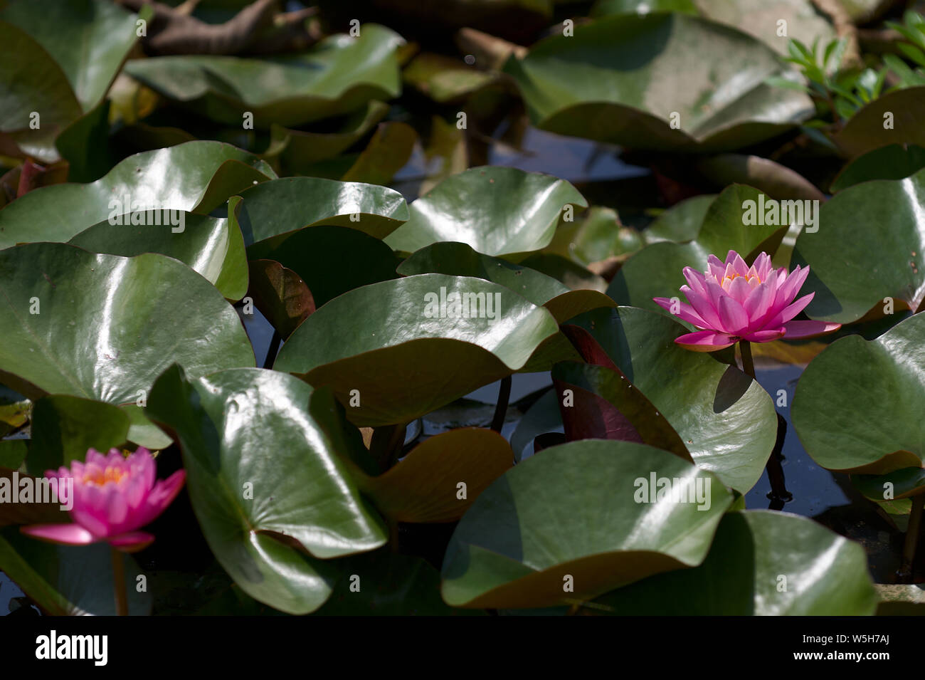Two vibrant water lilies hi-res stock photography and images - Alamy