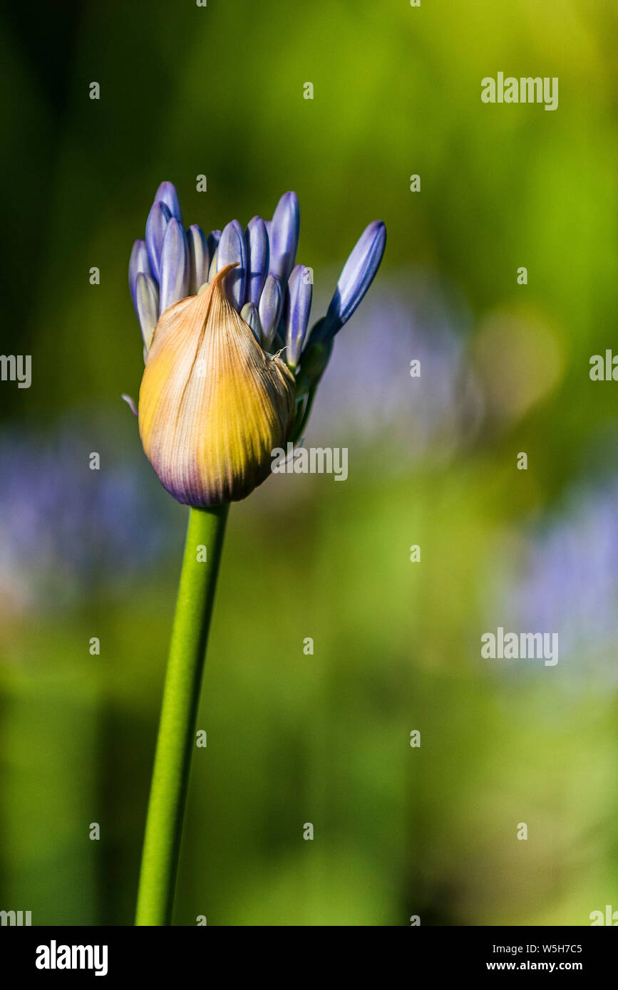 Cluster of buds of an Agapanthus flower head emerging from the bulb. Stock Photo