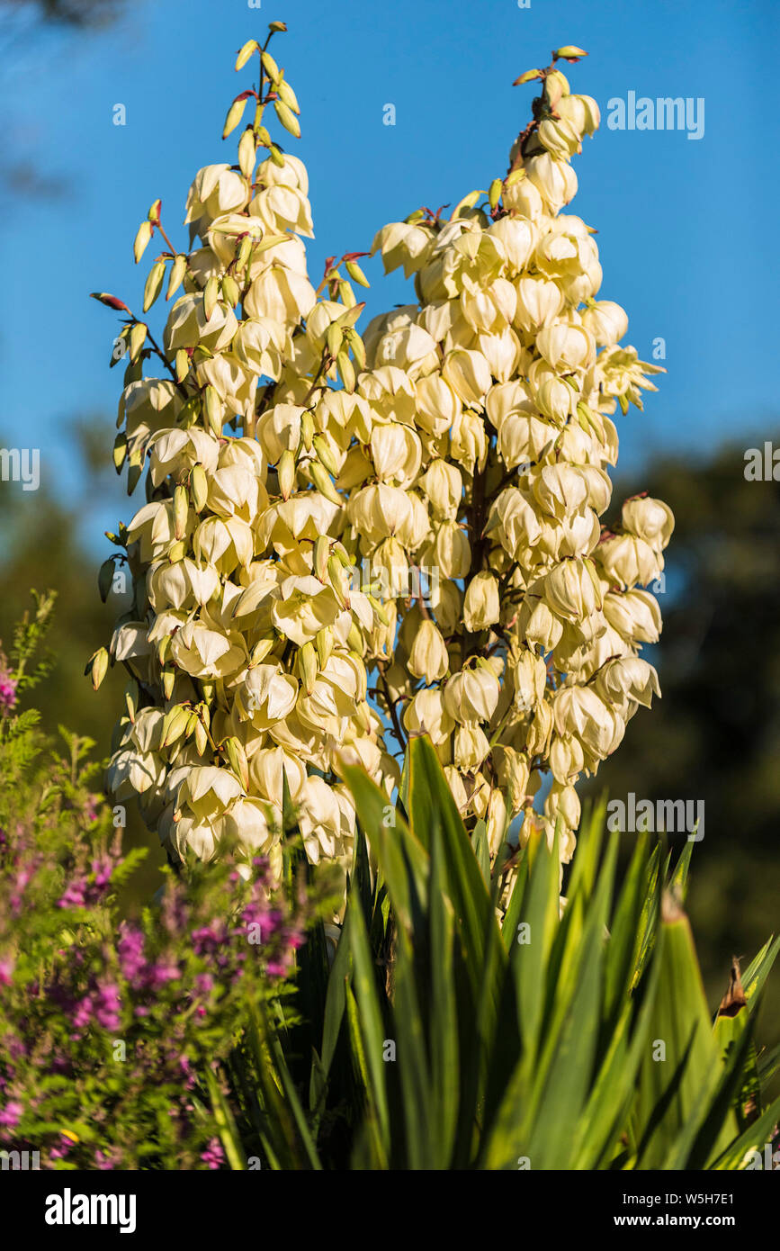 A flowering Yucca filamentosa plant. Stock Photo