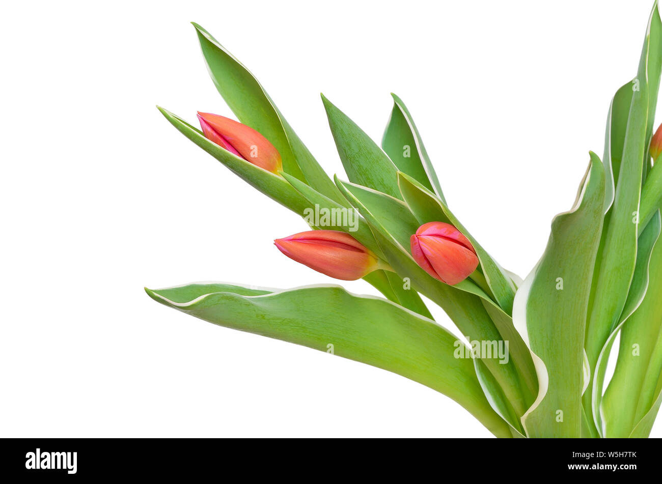 Tulips flowers isolated on a white background Stock Photo - Alamy