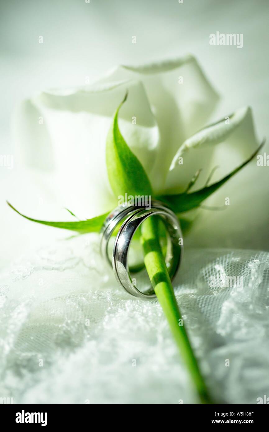 Symbolic photo on the subject of wedding and marriages. The wedding rings, here on a white rose, are a symbol of loyalty to the supporting persons, ie the spouses. | usage worldwide Stock Photo