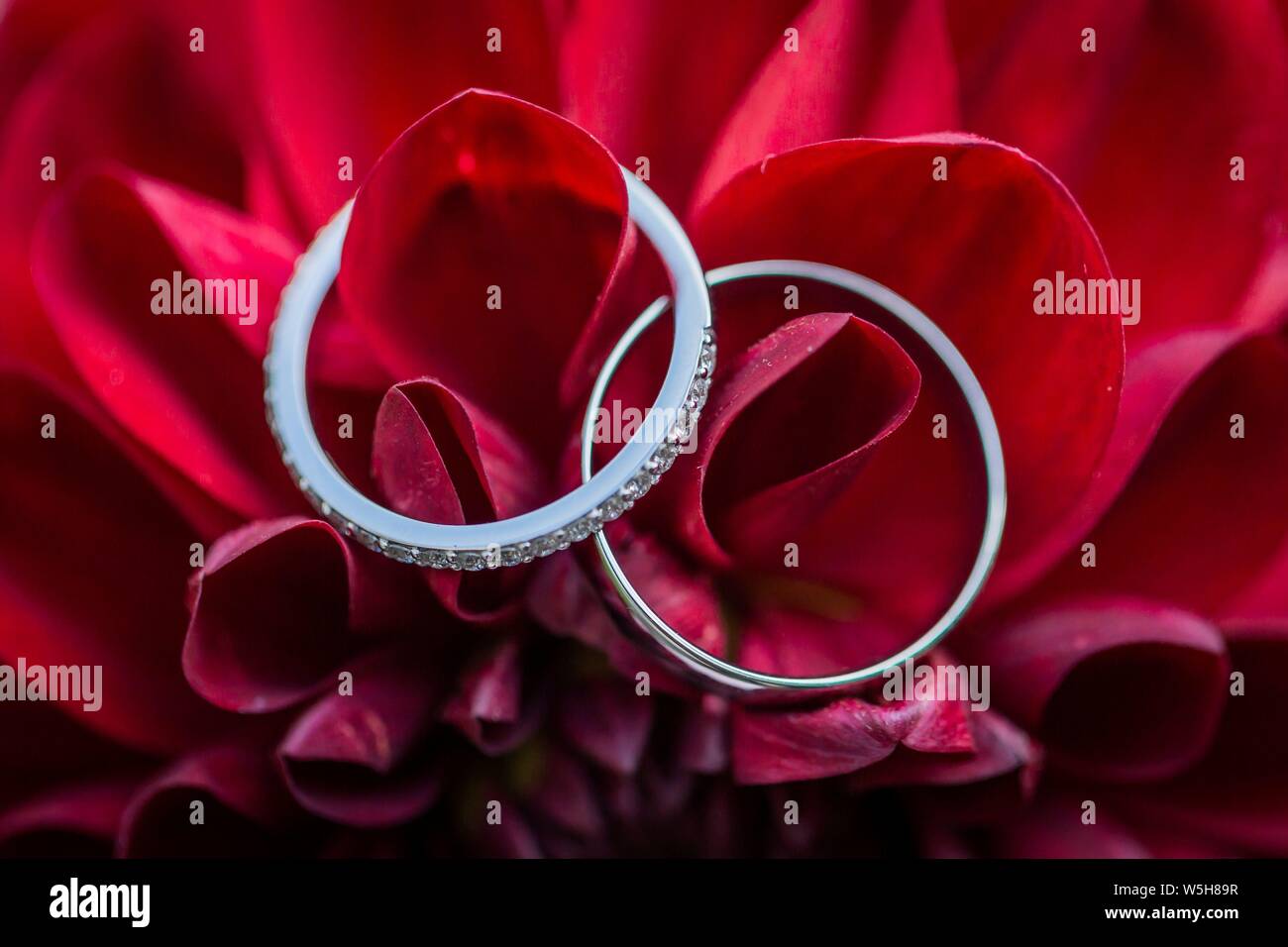 Symbolic photo on the subject of wedding and marriages. The wedding rings are a symbol of loyalty to the supporting persons, ie the spouses. | usage worldwide Stock Photo