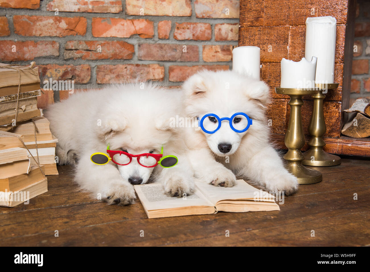 Two Dogs Reading Two dogs reading dog hi-res stock photography and images - Alamy