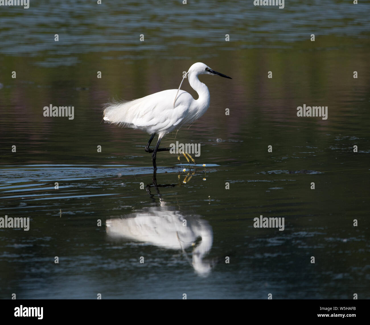 Little Egret (Egretta Garzetta Stock Photo - Alamy