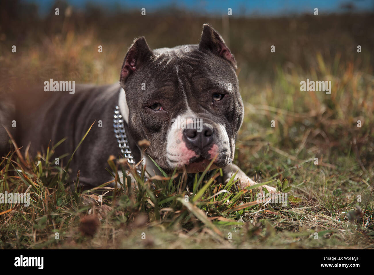 Amstaff dog curiously staring forward with its mouth closed while laying down on outdoor background Stock Photo