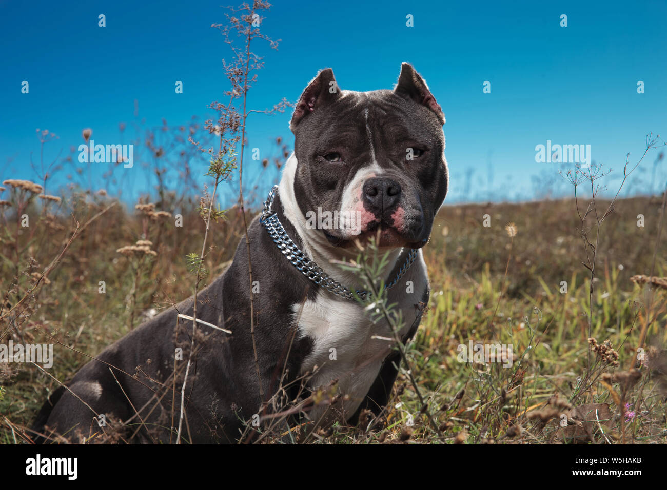 Confident Amstaff staring forward with its mouth closed while frowning and sitting on outdoor background Stock Photo