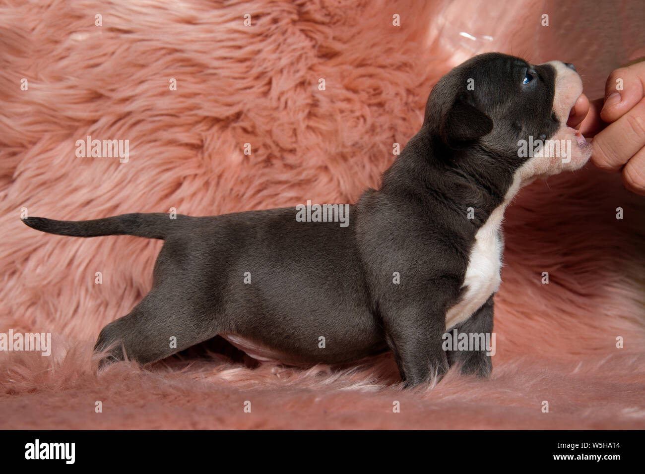 Cute American Bully puppy standing sideways with its mouth wide open