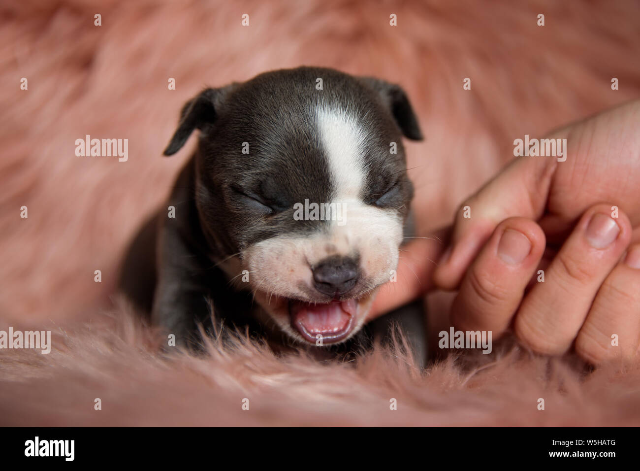 Sleepy American Bully puppy sitting with its eyes closed and yawning with  its mouth wide open on furry pink background Stock Photo - Alamy