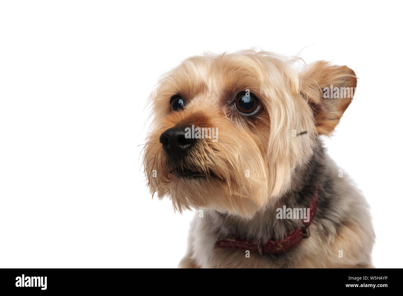 Portrait of a scared and frightened Yorkshire Terrier with a red collar on  white studio background Stock Photo - Alamy