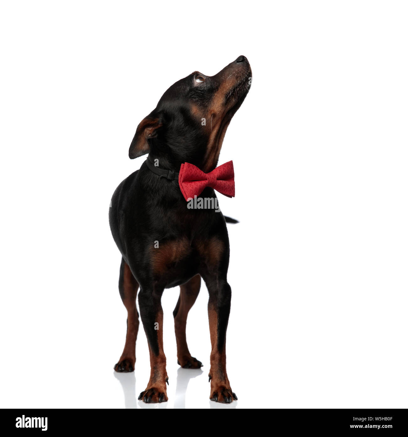Cute little dog wearing a red bowtie looking up and to a side while ...