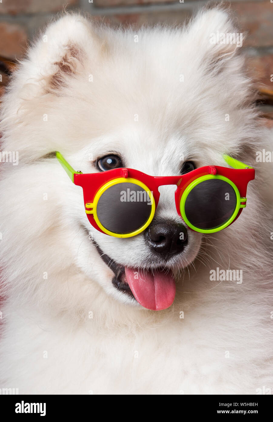 Funny white Samoyed dog puppy with sunglasses Stock Photo - Alamy