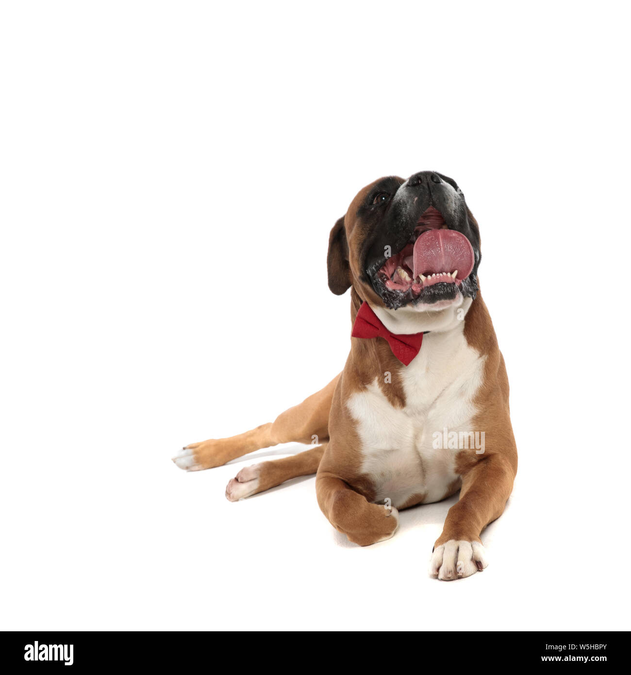 elegant little puppy lying down, panting while looking upwards on a light background Stock Photo