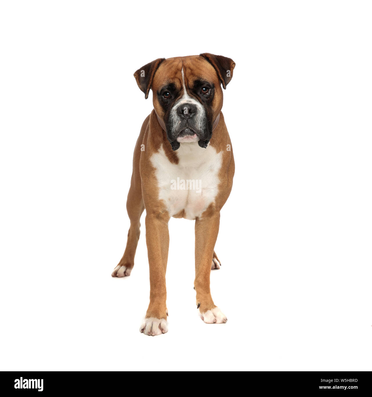 adorable tired little boxer standing and looking straight at the camera on a light background Stock Photo