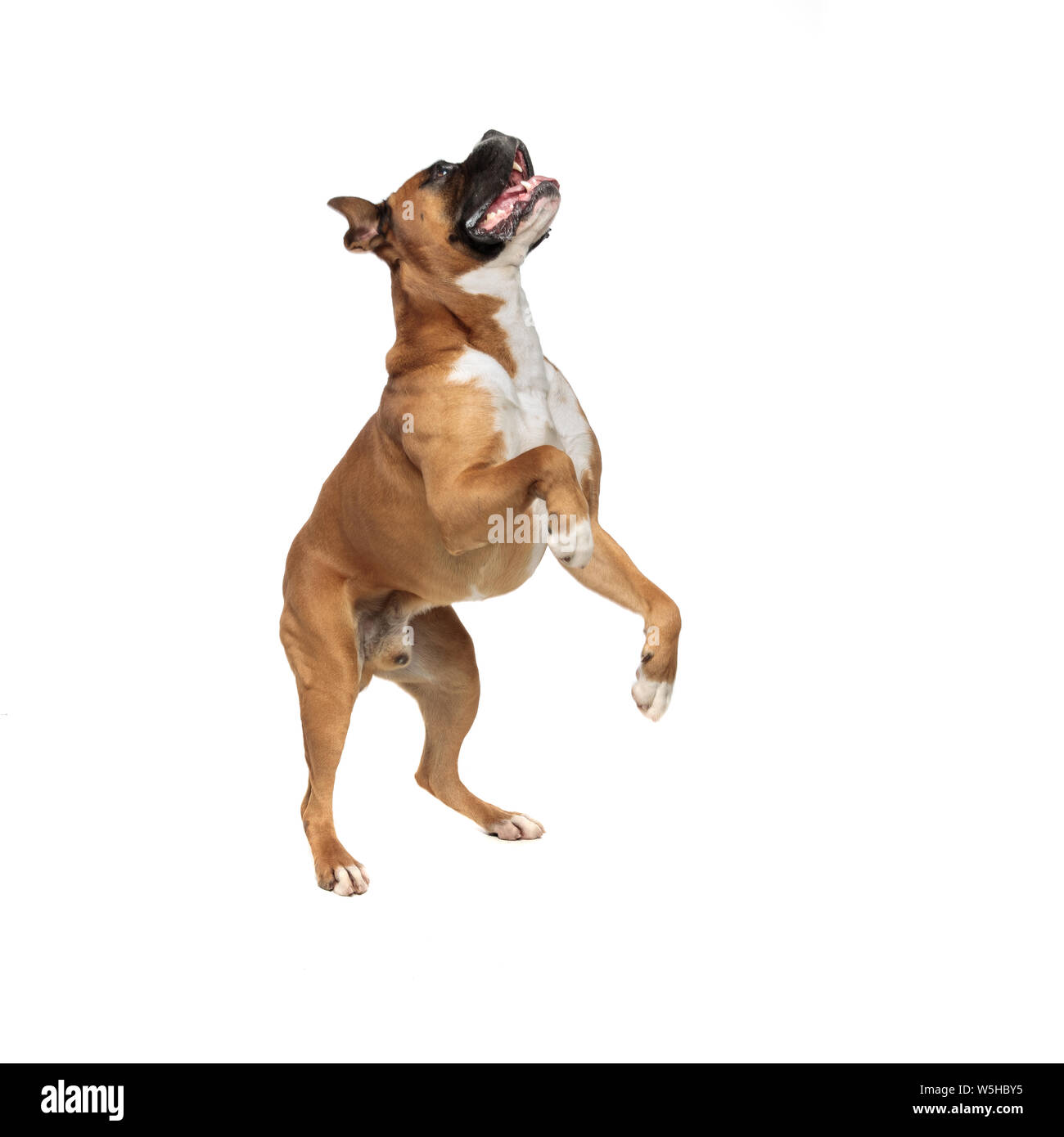 Boxer standing up on hind paws hi-res stock photography and images - Alamy