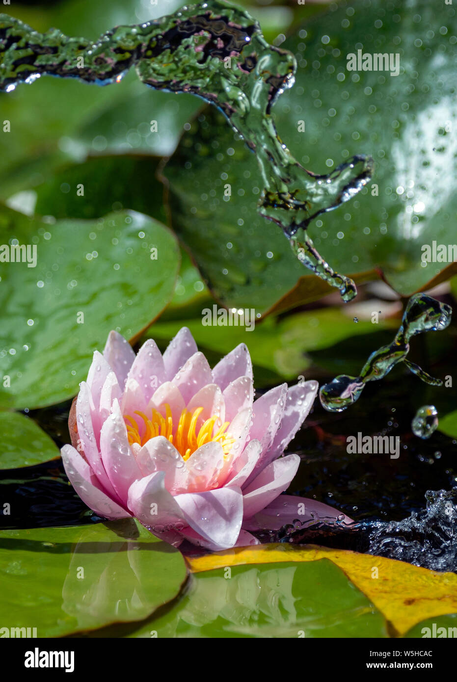 Water lily with water splashing over Stock Photo - Alamy