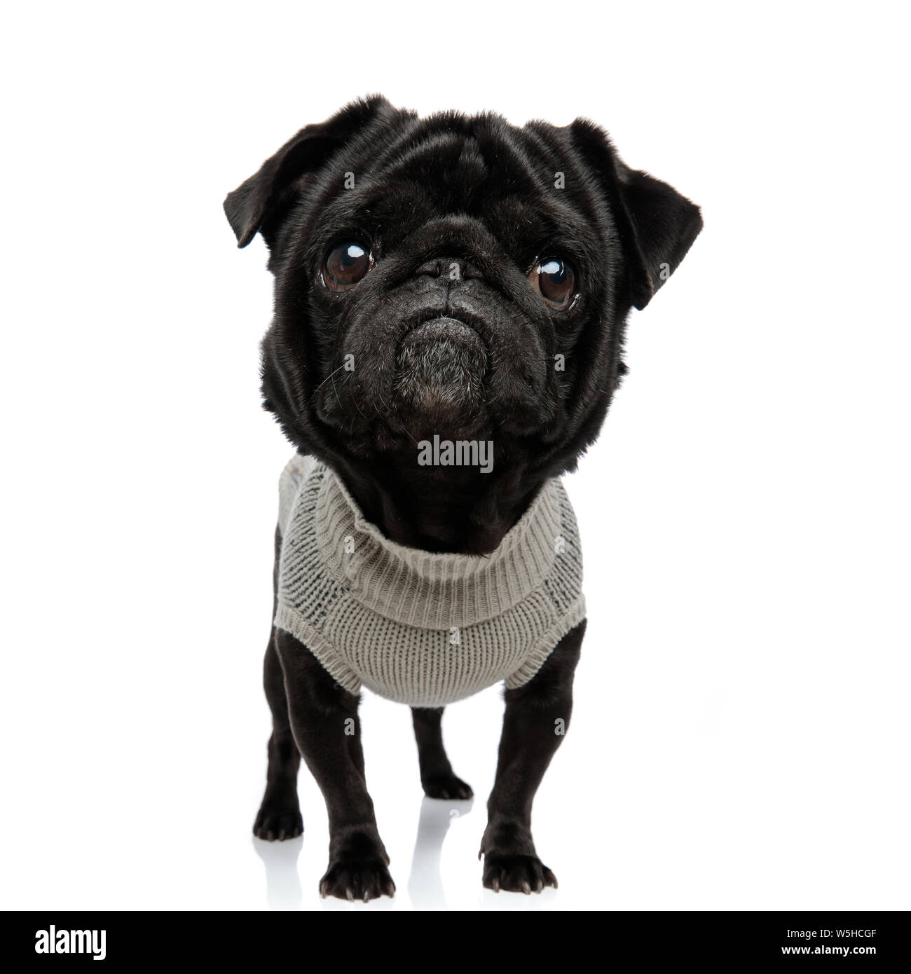 sad big headed pug puppy wearing clothes and standing on white background Stock Photo